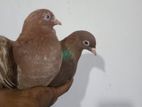 Pigeons