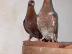 Pigeons
