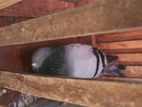 Pigeons
