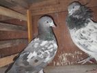 pigeons