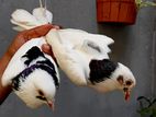 Pigeons