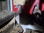 Pigeons