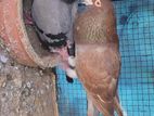 PIGEONS