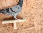 Pigeons