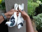 Pigeons