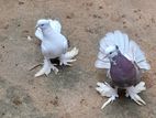 Pigeons