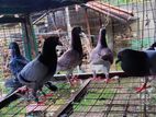 Pigeons