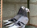 Pigeons