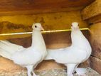 Pigeons