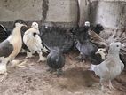 Pigeons