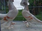 Pigeons