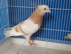 Pigeons