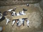 Pigeons
