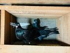 Pigeons