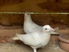 Pigeons