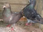 Pigeons