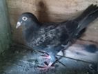 Pigeons