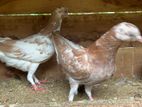 Pigeons