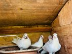 Pigeons