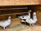 Pigeons