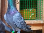 Pigeons