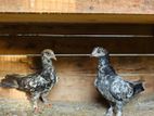 Pigeons