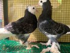 Pigeons