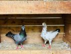 Pigeons