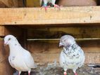 Pigeons