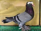 Pigeons