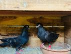 Pigeons