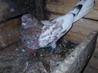 Pigeons