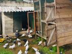 Pigeons