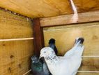 Pigeons