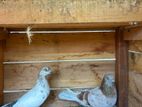 Pigeons