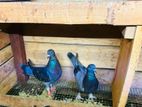 Pigeons