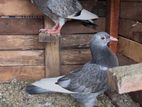Pigeons