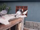 Pigeons