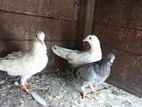 Pigeons
