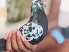 Pigeons