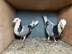 Pigeons