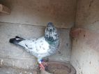 Pigeons