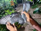 Pigeons