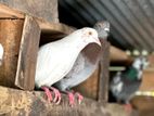Pigeons