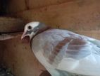 Pigeons