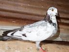 Pigeons
