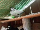 Pigeons