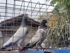 Pigeons
