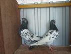 Pigeons