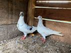 Pigeons